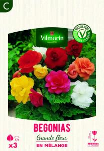 Bégonia Grande fleur en Mélange (x3)